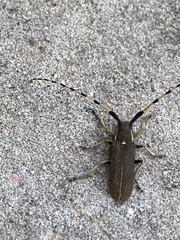 Agapanthia annularis