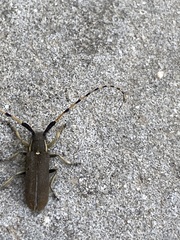 Agapanthia annularis