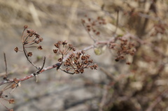 Spiraea ouensanensis