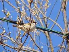 Passer montanus