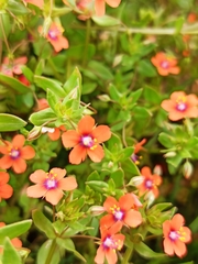 Lysimachia arvensis