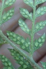 Polystichum incongruum