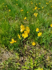 Ranunculus pedatus