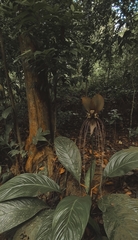 Tacca integrifolia