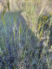 Taeniatherum