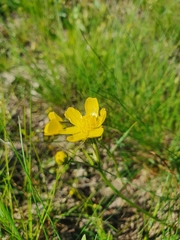 Ranunculus pedatus