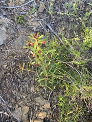 Cleome violacea