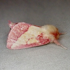 Hyparpax aurora