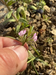 Misopates