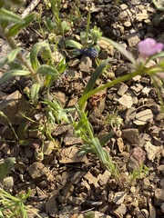 Misopates