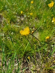 Ranunculus pedatus