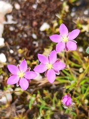 Spergularia purpurea