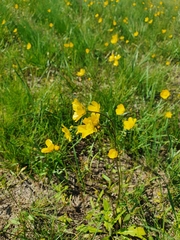Ranunculus pedatus