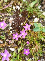 Spergularia purpurea