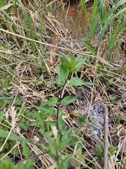 Solanum dulcamara