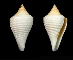 Conus cancellatus