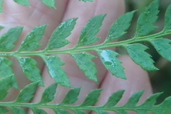 Polystichum incongruum