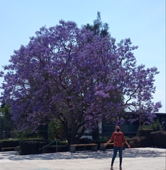 Jacarandeae