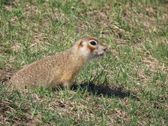 Spermophilus erythrogenys
