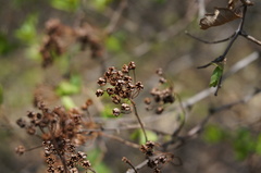 Spiraea ouensanensis
