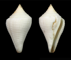 Conus cancellatus