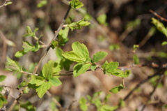 Spiraea ouensanensis