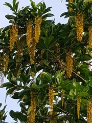 Lophanthera lactescens