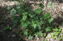 Aconitum kusnezoffii