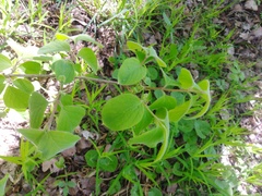 Lonicera xylosteum