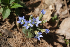 Gentiana zollingeri