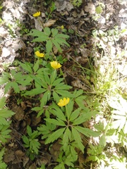 Anemonoides ranunculoides