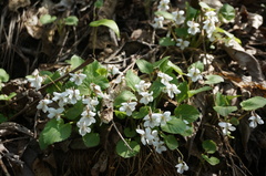 Viola mongolica