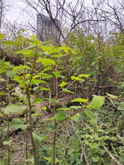 Reynoutria japonica