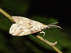 Diota rostrata