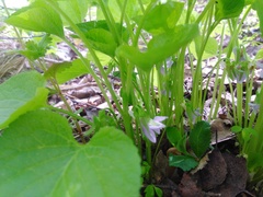 Viola mirabilis