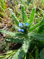 Anchusa arvensis arvensis