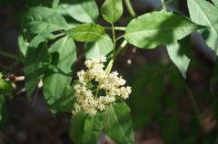 Sambucus williamsii
