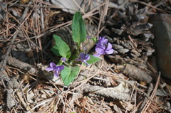 Viola prionantha