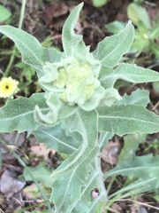 Andryala integrifolia