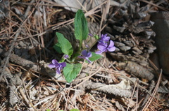 Viola prionantha
