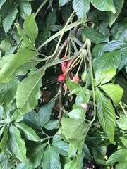 Syngonium angustatum