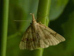 Phalaenostola eumelusalis