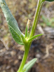 Buglossoides incrassata splitgerberi
