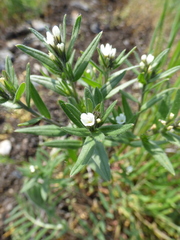 Buglossoides incrassata splitgerberi