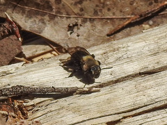 Andrena carlini