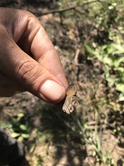 Pharneuptychia phares