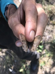 Pharneuptychia phares