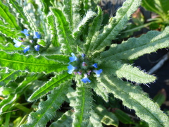 Anchusa arvensis arvensis
