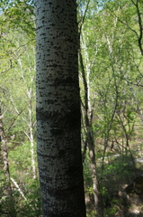 Populus davidiana