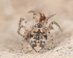 Oecobius